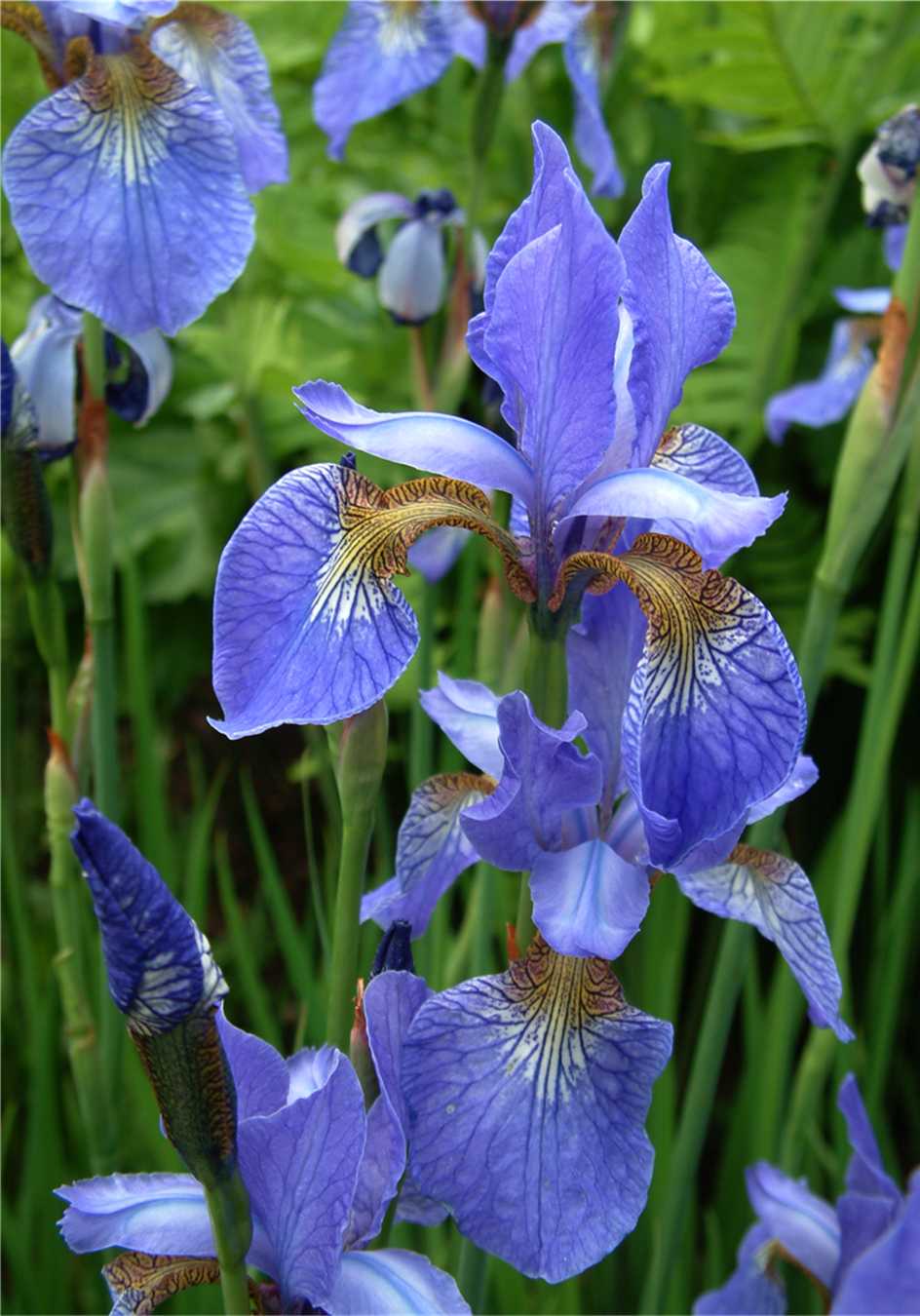 Blue Iris 312 – St Bede's Pastoral Centre